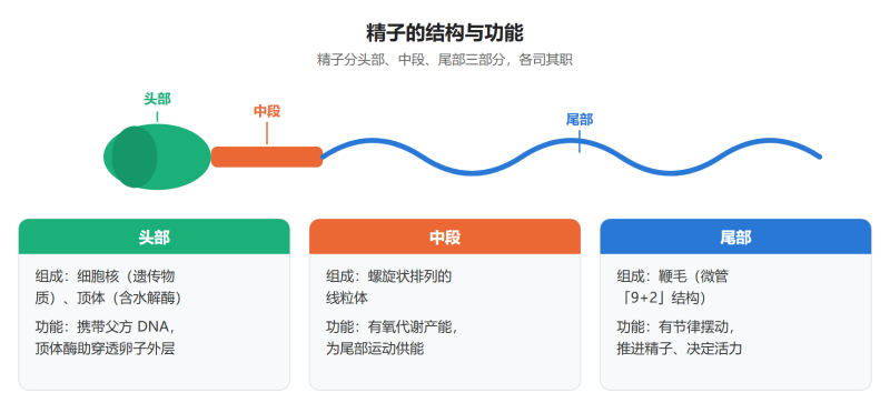 File:jingzishiyi.png