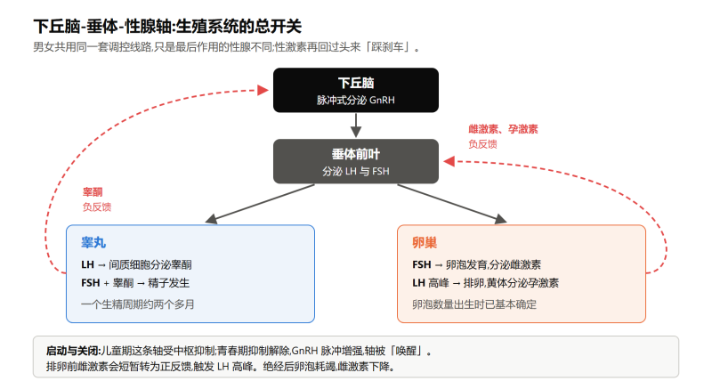 File:renleishengzhixitongshiyi.png