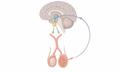 2026年8月30日 (日) 04:16版本的缩略图
