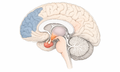 2026年8月28日 (五) 15:48版本的缩略图